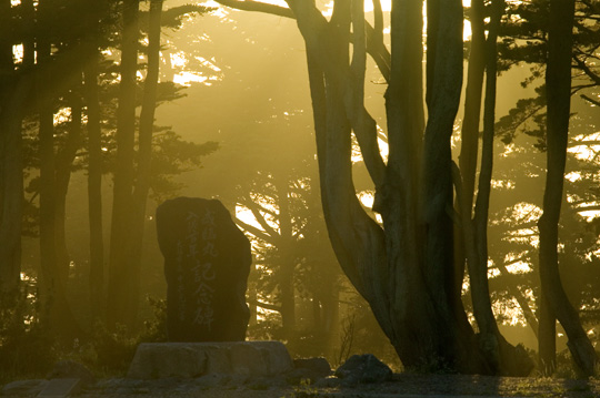 Trees at Land's End at dusk